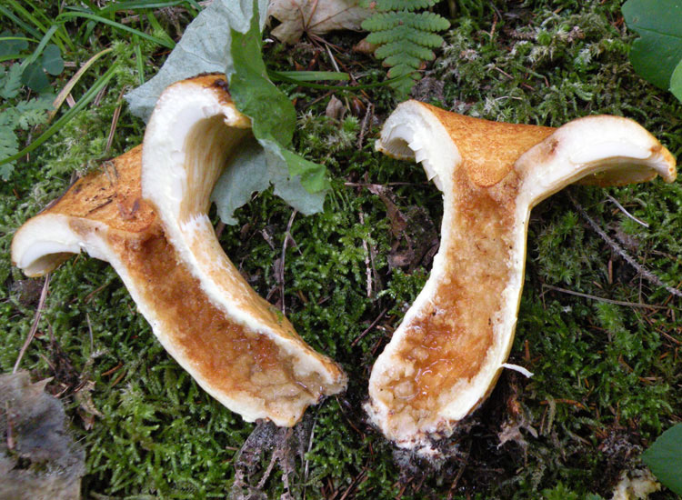 Ipotesi 2.... Lactarius scrobiculatus?